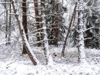 Verschneite Kiefernstämme im Kendlmühlfilzn